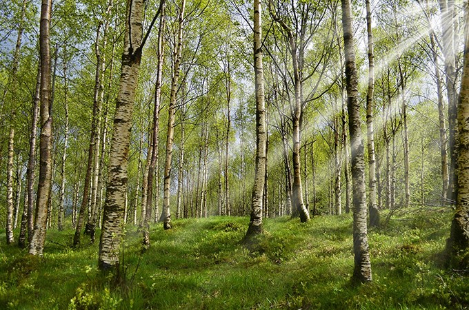 Fescon ympäristövastuu